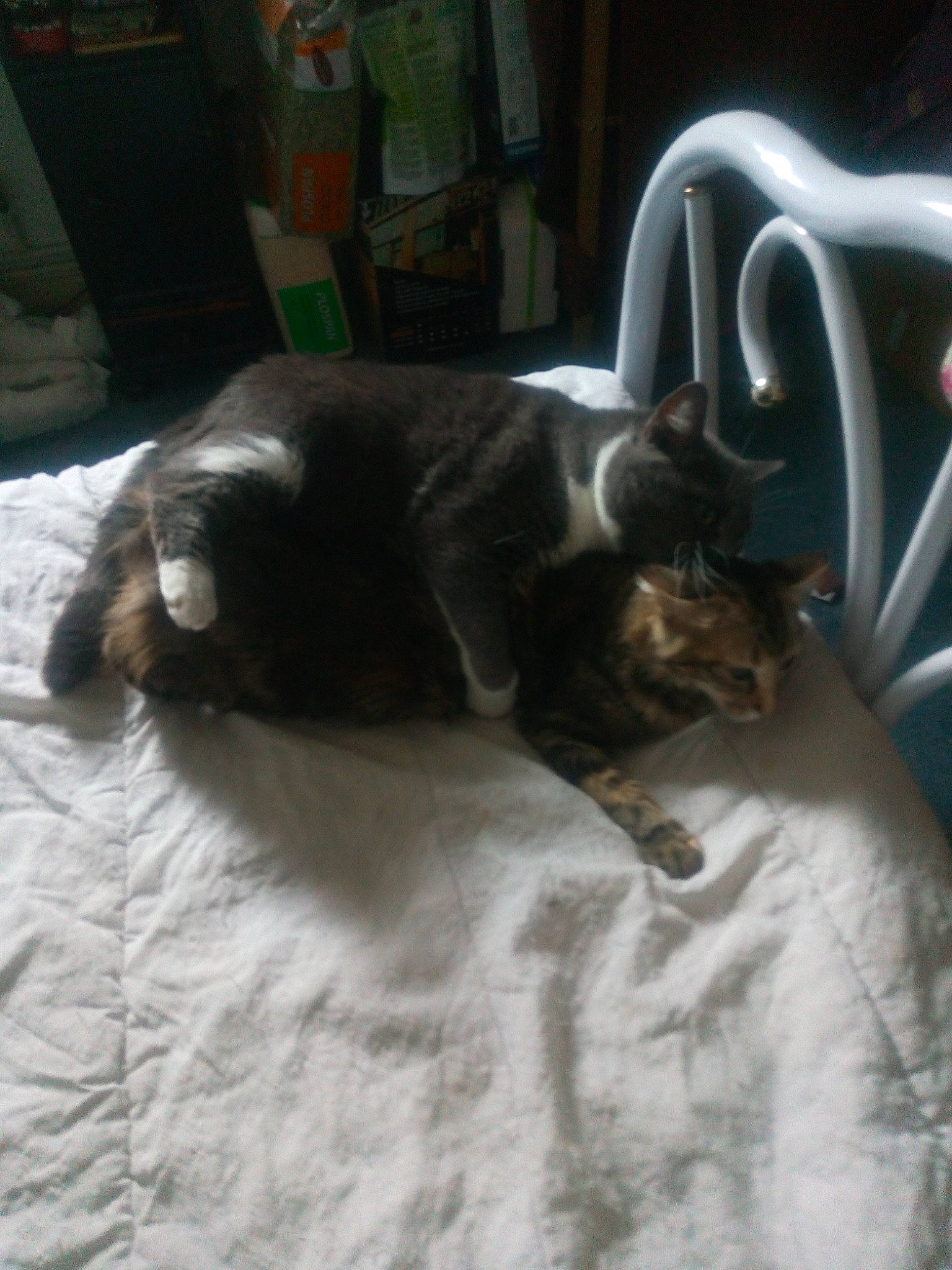 Kaline a rejoint le concours — aidez-le/la à gagner de superbes lots ! canidae, carnivore, cat, dog_breed, ear, fawn, felidae, fur, nap, sleep, small_to_medium_sized_cats, snout, sporting_group, tail, whiskers