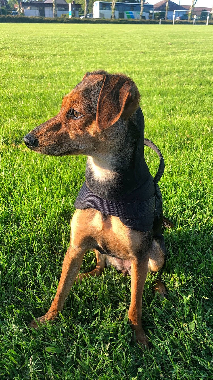 Ruby participe au concours pour gagner de l'argent avec cette photo : canidae, carnivore, collar, companion_dog, dog, dog_breed, dog_collar, dog_supply, fawn, grass, grassland, groundcover, hound, liver, pet_supply, plant, snout, sporting_group, working_animal, working_dog