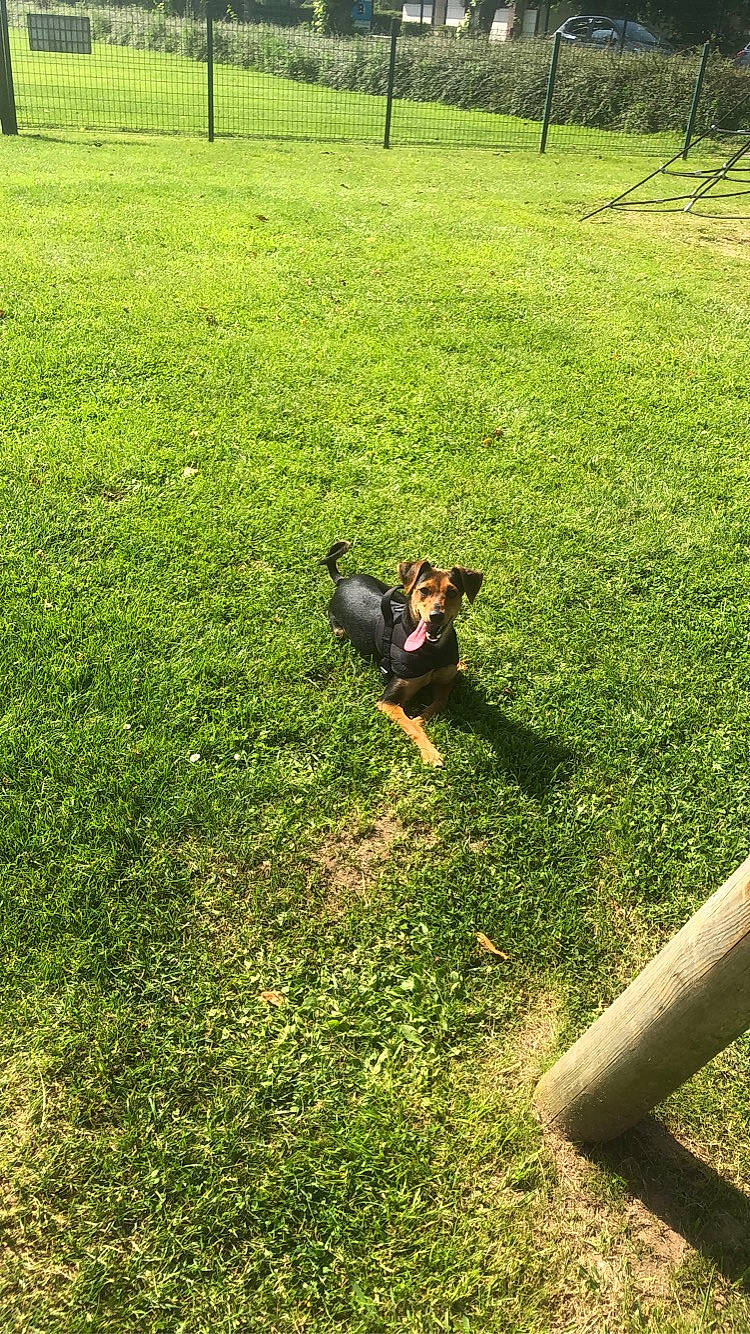 Ruby a rejoint le concours — aidez-le/la à gagner de superbes lots ! carnivore, companion_dog, dog, dog_breed, fawn, grass, grassland, green, groundcover, lawn, leisure, meadow, people_in_nature, plant, recreation, shrub, tail, tints_and_shades, tree, working_animal