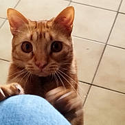 Biscotte participe au concours pour gagner de l'argent avec cette photo : cat, orange_tabby, paws, claws, looking_up, curious, indoor, floor_tiles, close_up, whiskers, ears, pet, animal, feline, clawing, blue_fabric, playful, domestic_cat, alert, cute