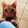 cat, orange_tabby, paws, claws, looking_up, curious, indoor, floor_tiles, close_up, whiskers, ears, pet, animal, feline, clawing, blue_fabric, playful, domestic_cat, alert, cute