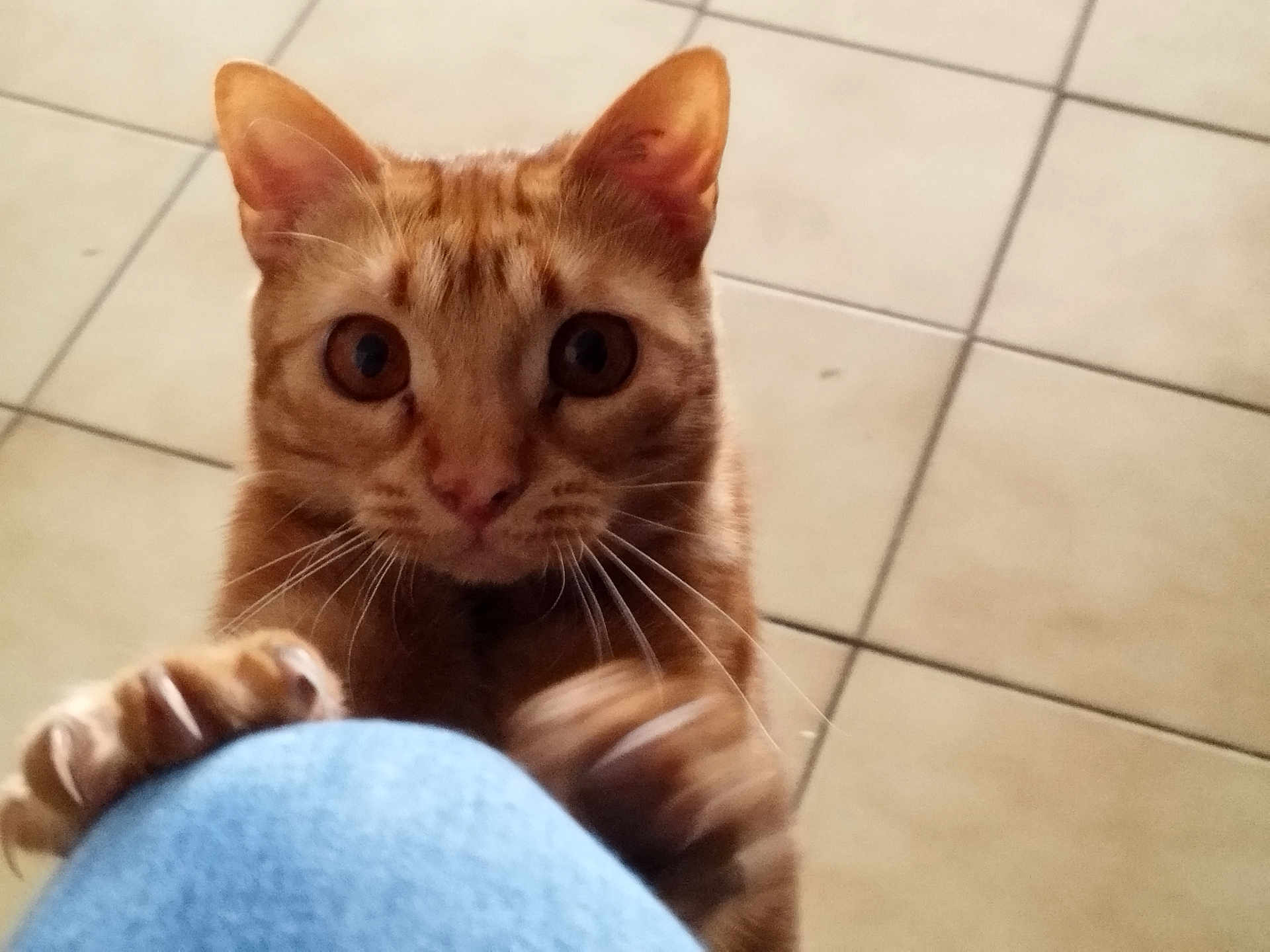 Biscotte participe au concours pour gagner de l'argent avec cette photo : cat, orange_tabby, paws, claws, looking_up, curious, indoor, floor_tiles, close_up, whiskers, ears, pet, animal, feline, clawing, blue_fabric, playful, domestic_cat, alert, cute