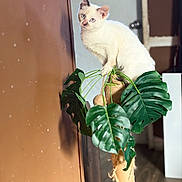 Misu is registered to the contest to win money with this photo: cat, white_cat, blue_eyes, scratching_post, rope, green_leaves, indoor, brown_wall, wooden_floor, pet, animal, curious, perched, plant, feline, domestic_cat, house, shadow, light, closeup