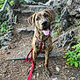 Red joined the competition — help win amazing prizes! dog, brindle, harness, leash, forest, rocks, path, person, sitting, outdoor, nature, happy, panting, greenery, trees, casual, footwear, converse, animal, pet
