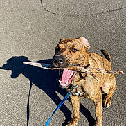 Red joined the competition — help win amazing prizes! dog, brindle, stick, leash, asphalt, shadow, pet, canine, sitting, outdoor, sunlight, happy, playful, animal, mouth_open, paw, collar, daytime, tongue, nature