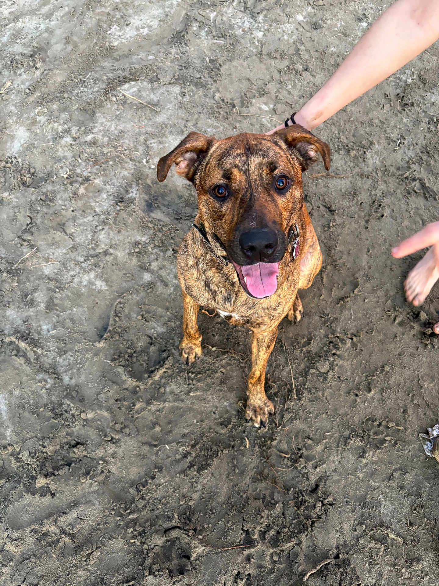 Red joined the competition — help win amazing prizes! dog, brindle, muddy_ground, outdoor, tongue_out, sitting, happy, pet, canine, bare_feet, person, hand, collar, animal, looking_up, earth, paw_prints, playful, summer, friendly