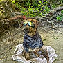 Red joined the competition — help win amazing prizes! dog, goggles, tie_dye_shirt, towel, sand, tree_roots, leaves, branches, outdoor, nature, pet, sitting, canine, forest_floor, sunlight, brown_dog, reflective_goggles, casual_clothing, animal, wooded_area