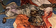 Red is registered to the contest to win money with this photo: dog, bed, blanket, comforter, blue_blanket, orange_comforter, brindle_dog, relaxed, upside_down, paw, sleeping, indoor, wood_floor, cozy, pet, canine, fur, animal, resting, domestic