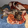 dog, bed, blanket, comforter, blue_blanket, orange_comforter, brindle_dog, relaxed, upside_down, paw, sleeping, indoor, wood_floor, cozy, pet, canine, fur, animal, resting, domestic