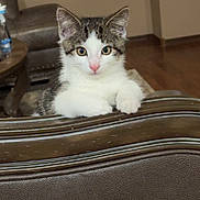 Mochi joined the competition — help win amazing prizes! kitten, cat, pet, feline, indoor, wooden_chair, curious, pink_nose, white_fur, tabby_fur, living_room, window_blinds, table, water_bottle, floor, couch, fur, ears, eyes, paws