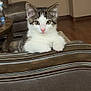 kitten, cat, pet, feline, indoor, wooden_chair, curious, pink_nose, white_fur, tabby_fur, living_room, window_blinds, table, water_bottle, floor, couch, fur, ears, eyes, paws