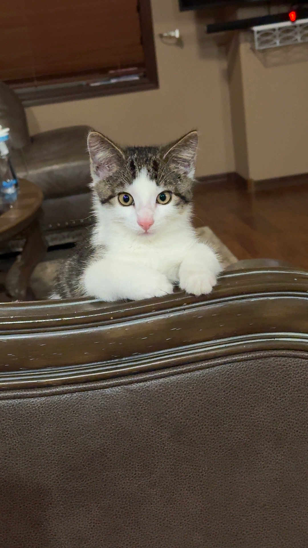 Mochi