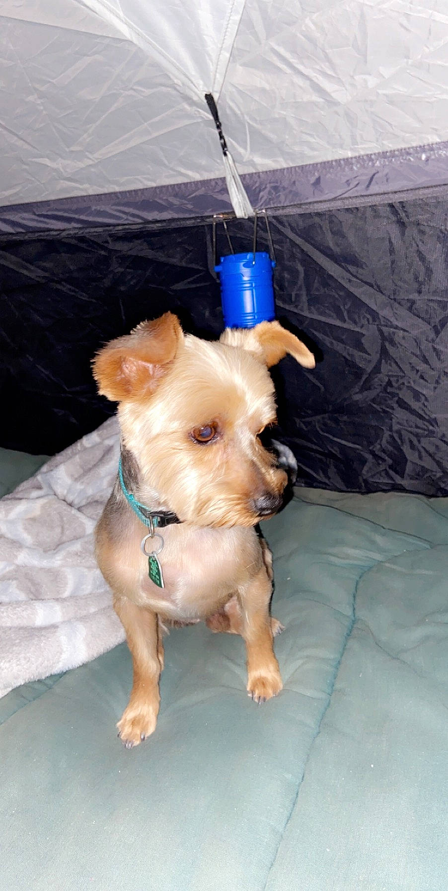 Bear is registered to the contest to win money with this photo: cairn_terrier, canidae, carnivore, companion_dog, dog, dog_breed, fawn, mammal, morkie, puppy, rare_breed_dog, snout, sporting_group, vertebrate, yorkshire_terrier