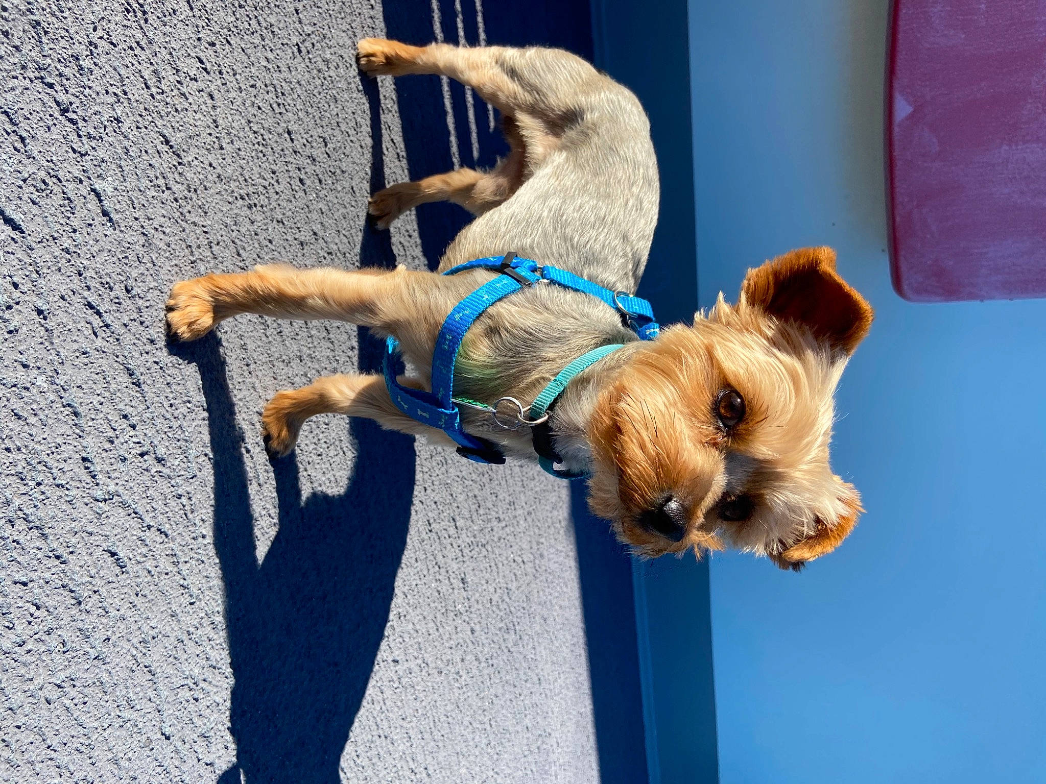 Bear is registered to the contest to win money with this photo: border_terrier, canidae, carnivore, companion_dog, dog, dog_breed, fawn, puppy, terrier