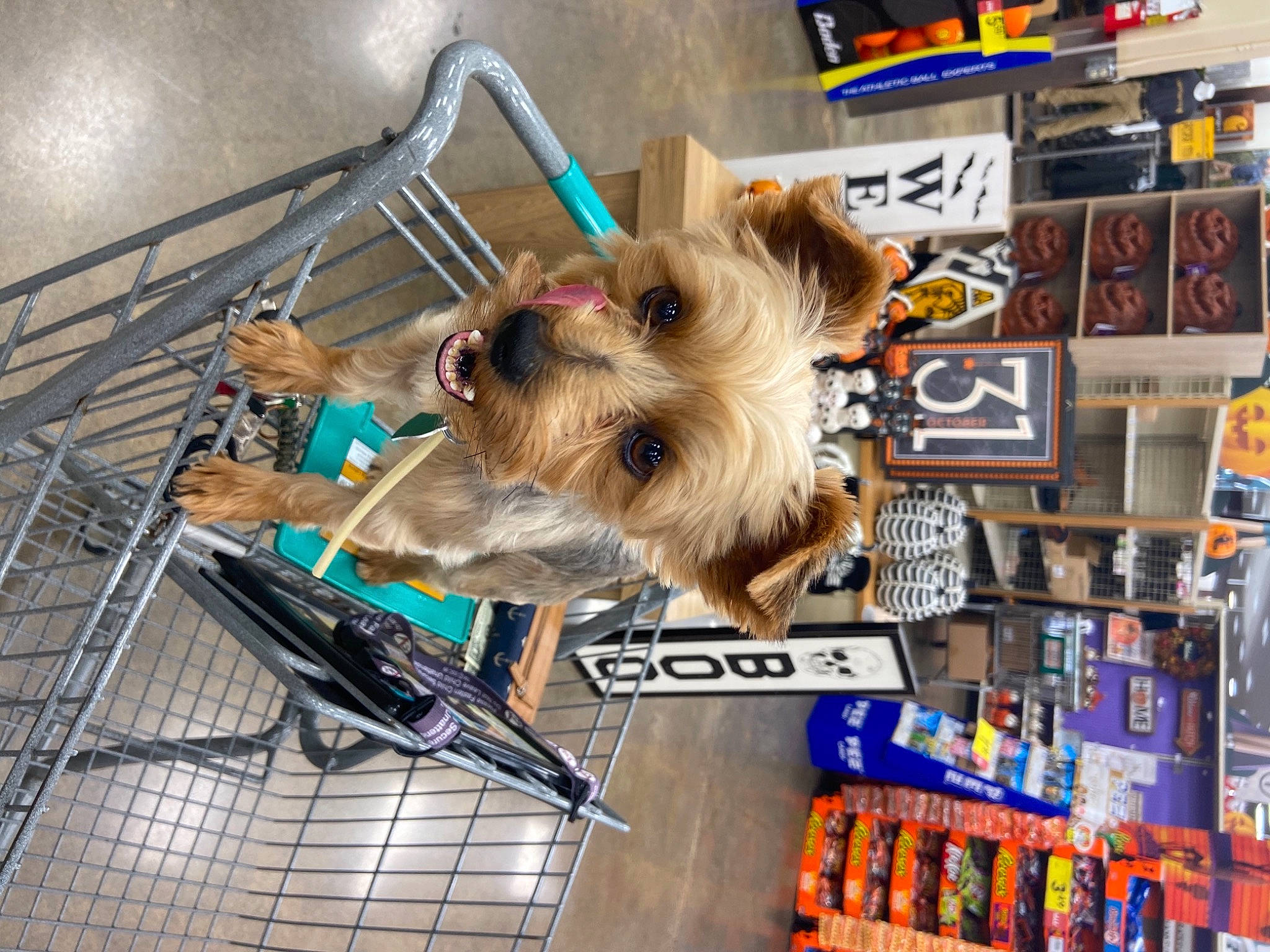 Bear joined the competition — help win amazing prizes! australian_silky_terrier, cairn_terrier, canidae, carnivore, companion_dog, dog, dog_breed, morkie, norwich_terrier, puppy, shih_tzu, small_terrier, terrier, toy_dog, yorkshire_terrier