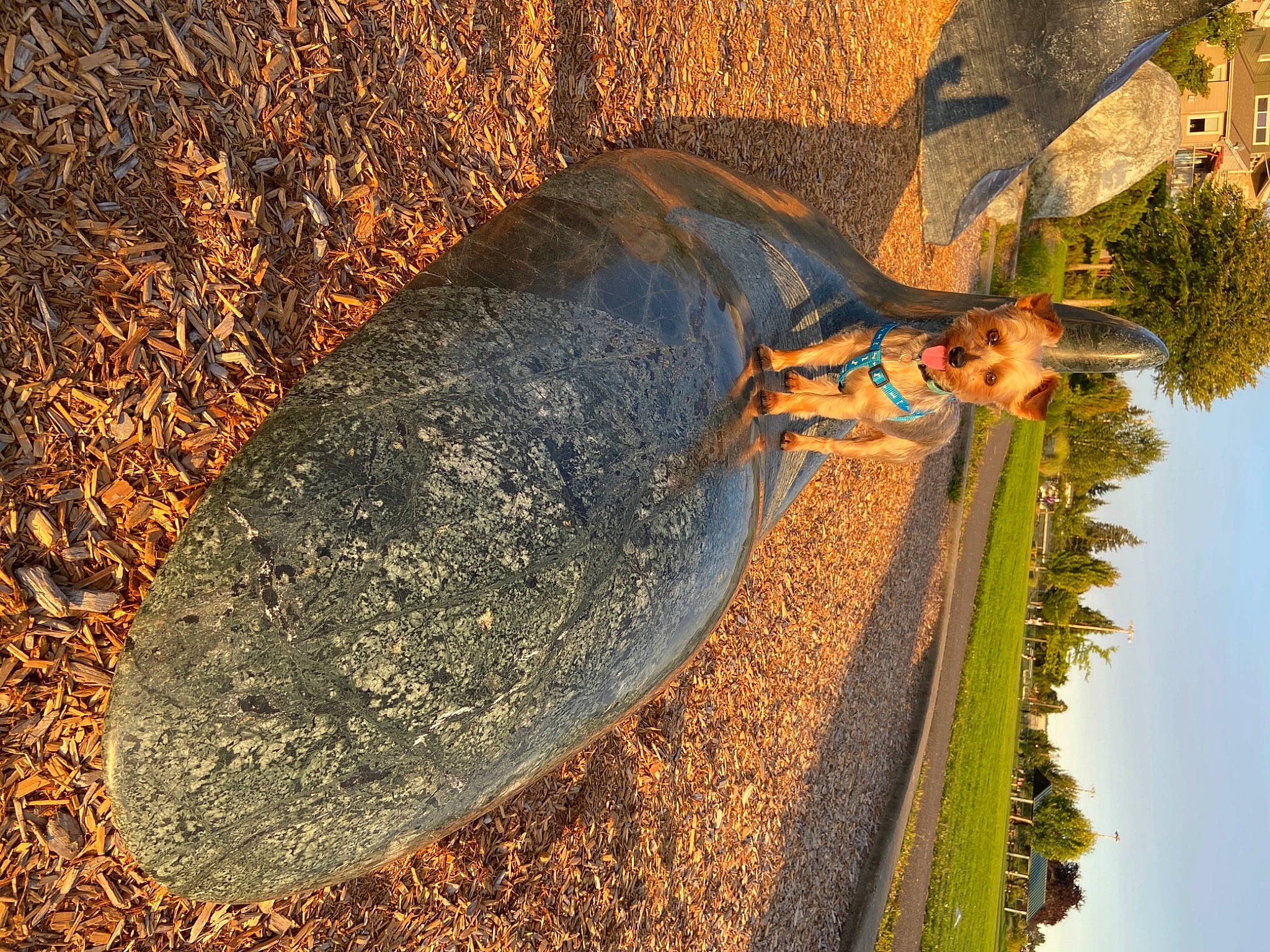 Bear is registered to the contest to win money with this photo: plant, rock, tree