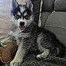 Baïko participe au concours pour gagner de l'argent avec cette photo : puppy, dog, husky, blue_eyes, tongue_out, couch, pillow, blanket, indoor, pet, fur, playful, cute, animal, canine, young, relaxed, cozy, portrait, domestic