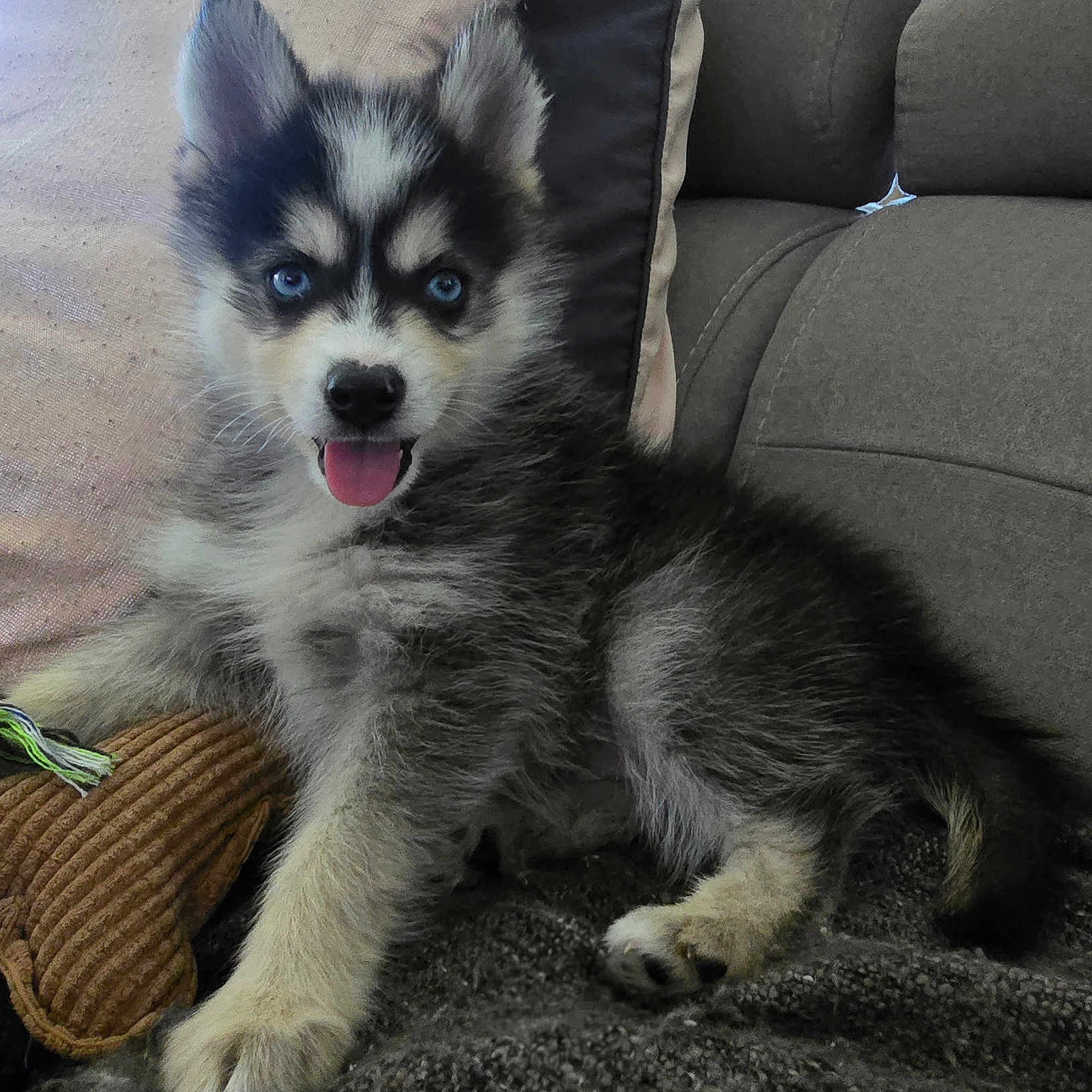 Baïko participe au concours pour gagner de l'argent avec cette photo : puppy, dog, husky, blue_eyes, tongue_out, couch, pillow, blanket, indoor, pet, fur, playful, cute, animal, canine, young, relaxed, cozy, portrait, domestic