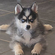 Baïko participe au concours pour gagner de l'argent avec cette photo : puppy, dog, siberian_husky, blue_eyes, fur, pet, animal, indoor, floor, tile, cute, lying_down, young, fluffy, ears, black_and_white, front_paws, looking, small, adorable