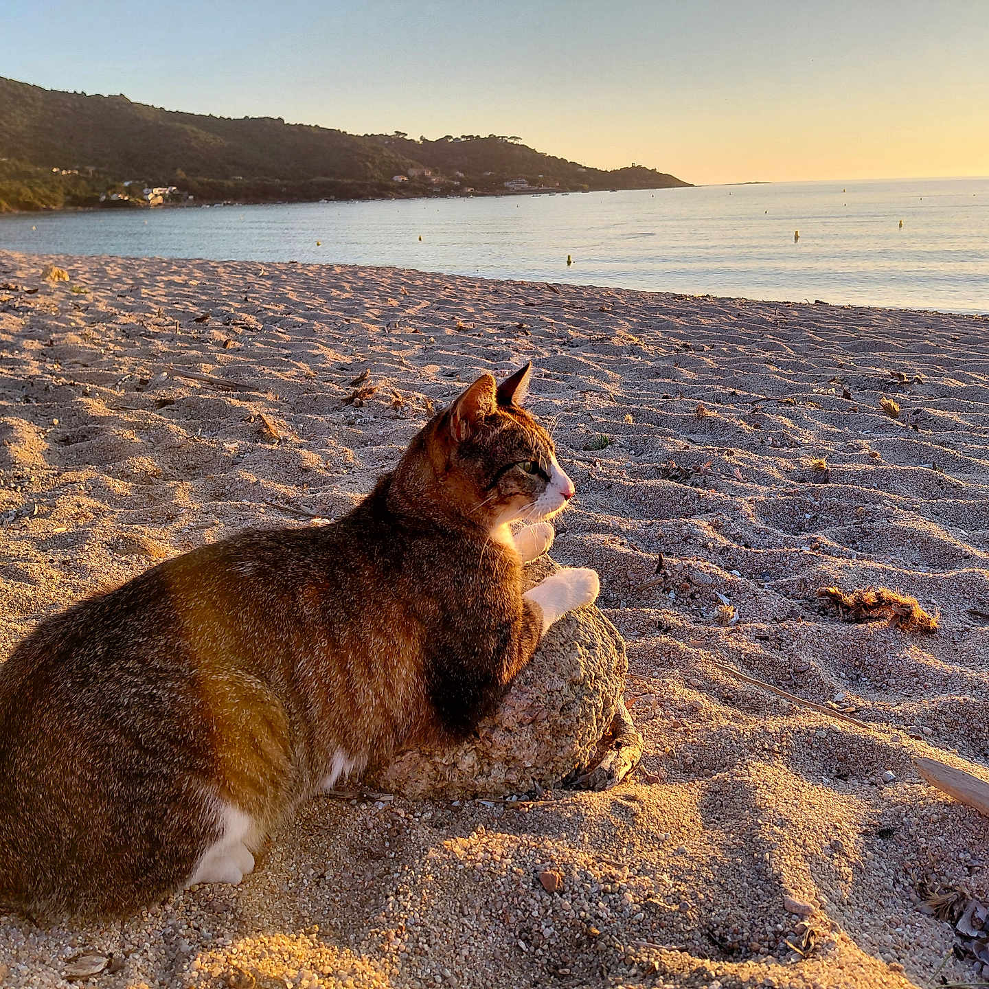 Napoleon participe au concours pour gagner de l'argent avec cette photo : animal, beach, calm, cat, hill, nature, outdoor, pet, relaxing, rock, sand, scenic, sea, shoreline, sunlight, sunset, tabby_cat, water, waves, wildlife