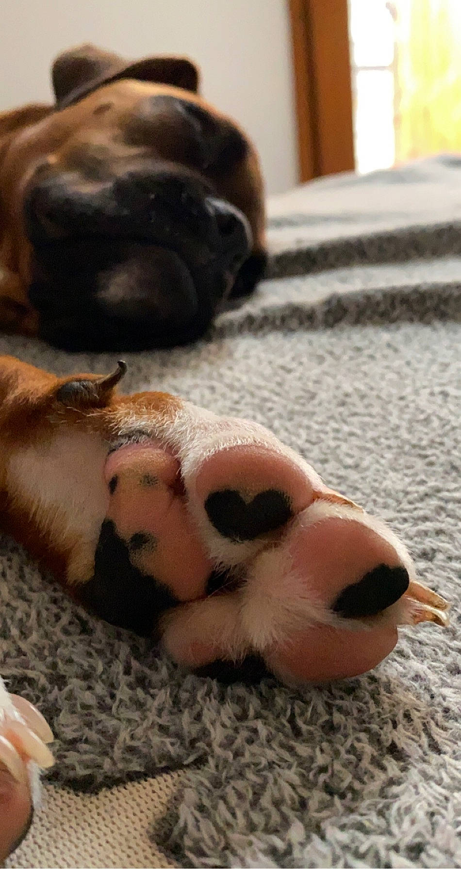 Rook participe au concours pour gagner de l'argent avec cette photo : canidae, carnivore, close_up, comfort, companion_dog, dog, dog_breed, fawn, flooring, foot, liver, nose, paw, snout, sporting_group, tail, terrestrial_animal, toy, whiskers, working_animal