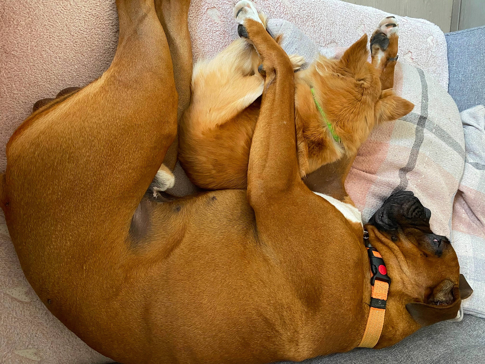 Rook a rejoint le concours — aidez-le/la à gagner de superbes lots ! carnivore, collar, comfort, companion_dog, dog, dog_breed, dog_collar, dog_supply, ear, fawn, fur, human_leg, liver, paw, pet_supply, snout, sporting_group, terrestrial_animal, whiskers, working_animal