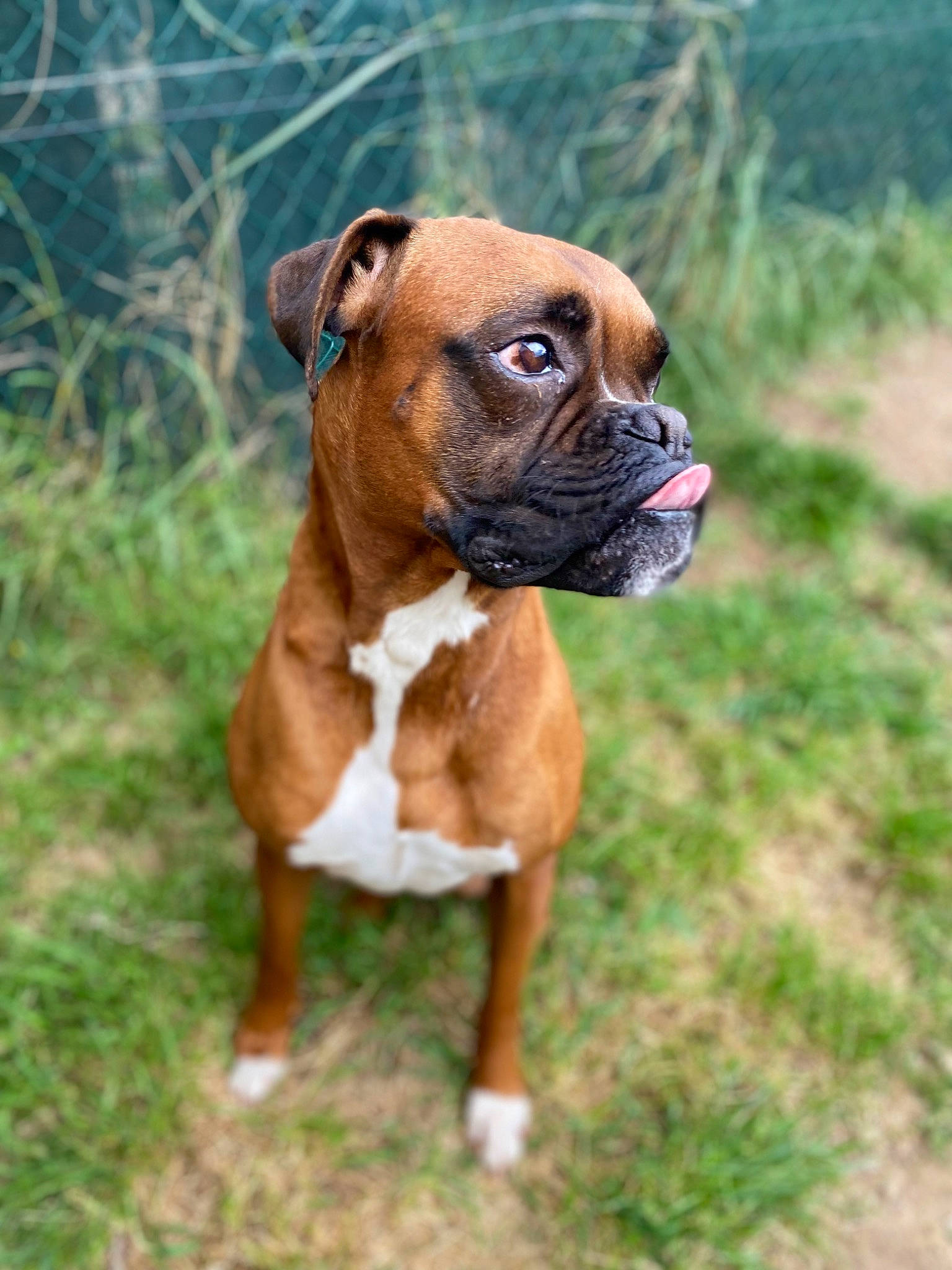 Rook participe au concours pour gagner de l'argent avec cette photo : boxer, carnivore, collar, companion_dog, dog, dog_breed, dog_collar, dog_supply, fawn, grass, liver, pet_supply, plant, snout, sporting_group, terrestrial_animal, tree, working_animal, working_dog, wrinkle