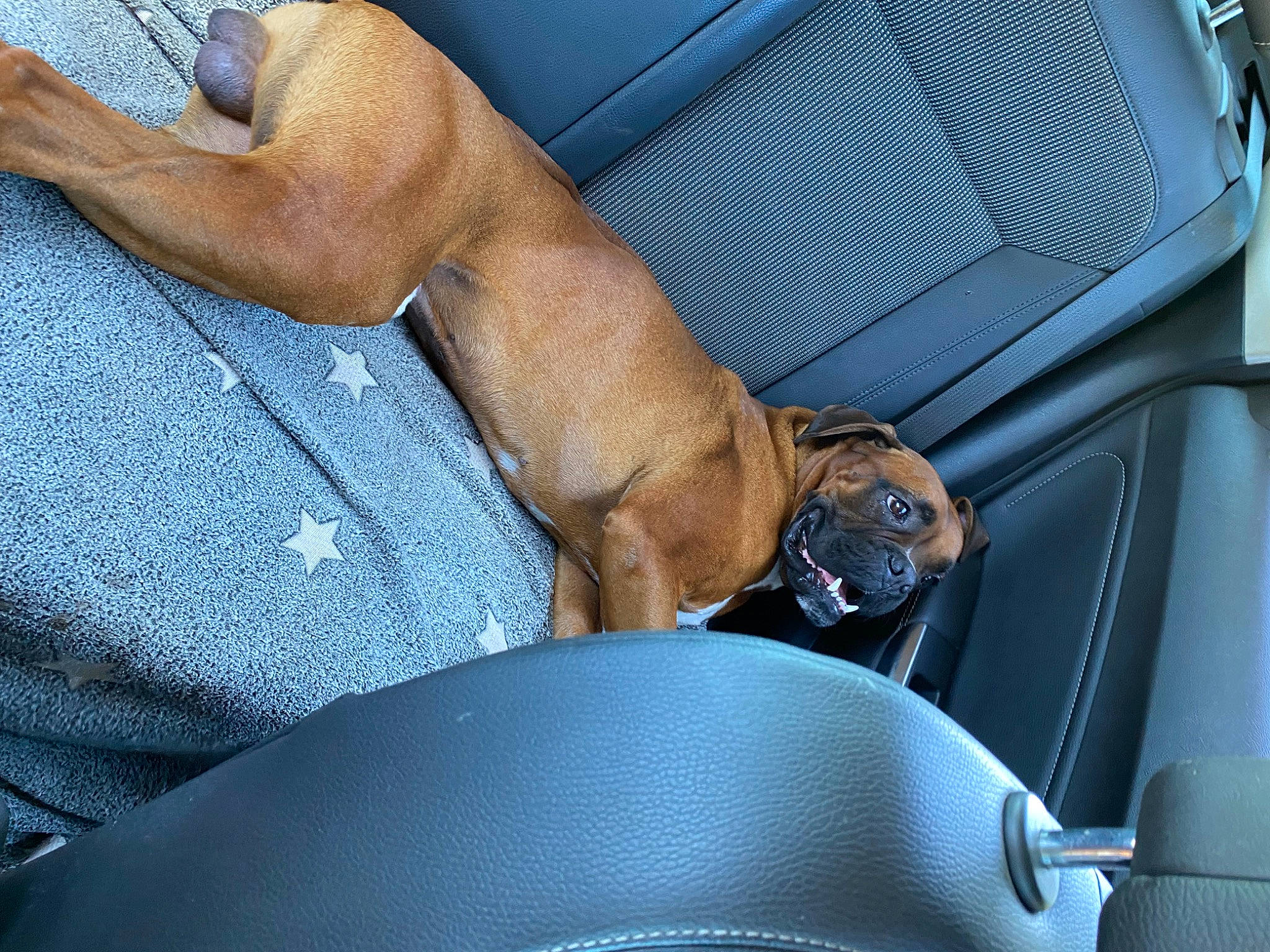 Rook a rejoint le concours — aidez-le/la à gagner de superbes lots ! auto_part, automotive_exterior, car_seat, car_seat_cover, carnivore, comfort, companion_dog, dog, dog_breed, electric_blue, fawn, hood, human_leg, motor_vehicle, snout, steering_wheel, thigh, vehicle_door, windscreen_wiper, windshield