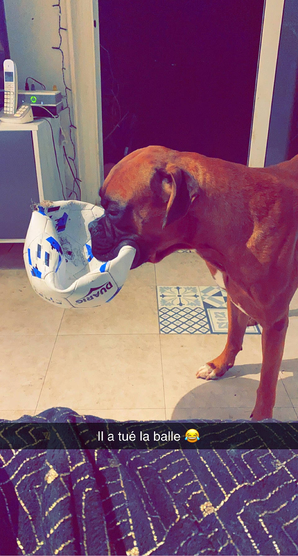 Rook a rejoint le concours — aidez-le/la à gagner de superbes lots ! blue, carnivore, collar, companion_dog, dog, dog_breed, dog_collar, dog_supply, fawn, floor, flooring, font, guard_dog, liver, paw, pet_supply, sporting_group, square, tail, working_animal