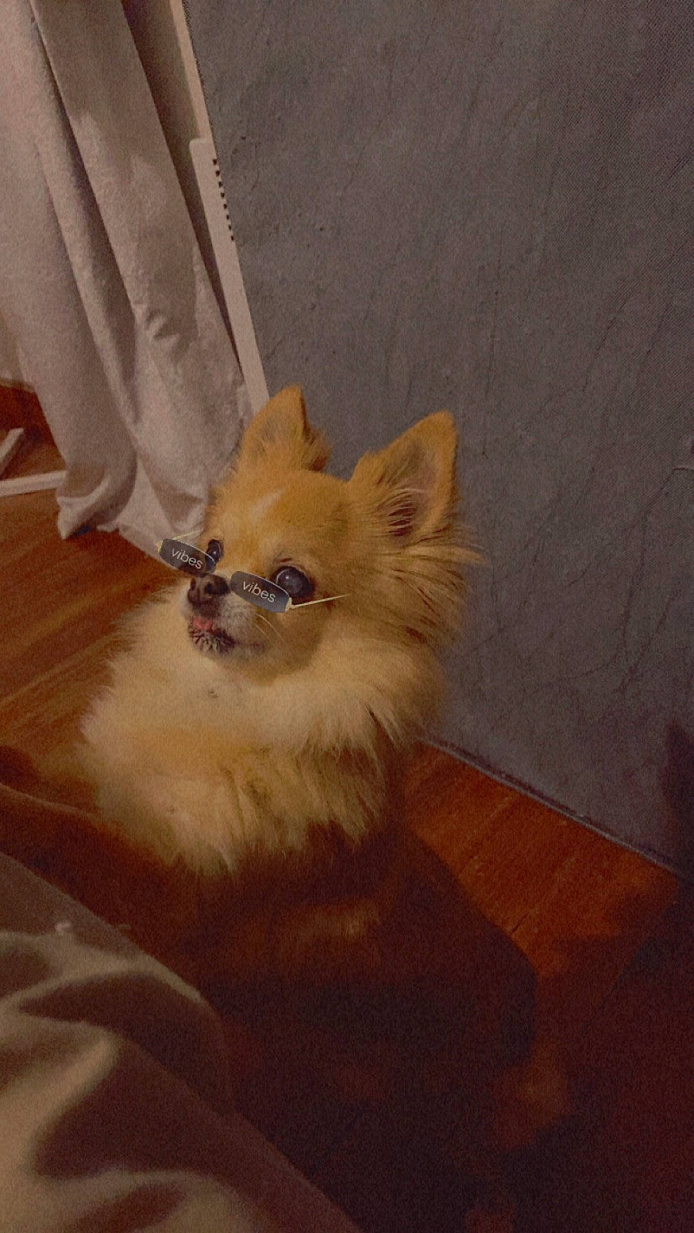 Inaya participe au concours pour gagner de l'argent avec cette photo : canidae, carnivore, companion_dog, dog, dog_breed, dog_supply, fawn, felidae, fur, german_spitz, paw, pomeranian, snout, spitz, sporting_group, tail, toy_dog, volpino_italiano, whiskers, wood