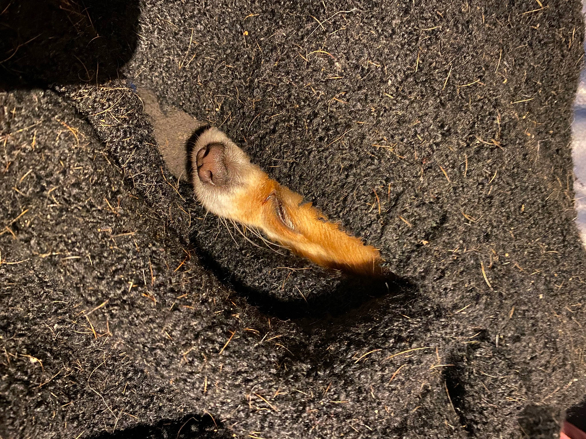 Inaya a rejoint le concours — aidez-le/la à gagner de superbes lots ! asphalt, barefoot, fawn, foot, fur, grass, human_leg, landscape, paw, people_in_nature, road_surface, rock, sand, shadow, soil, terrestrial_animal, toe, trunk, whiskers, wood