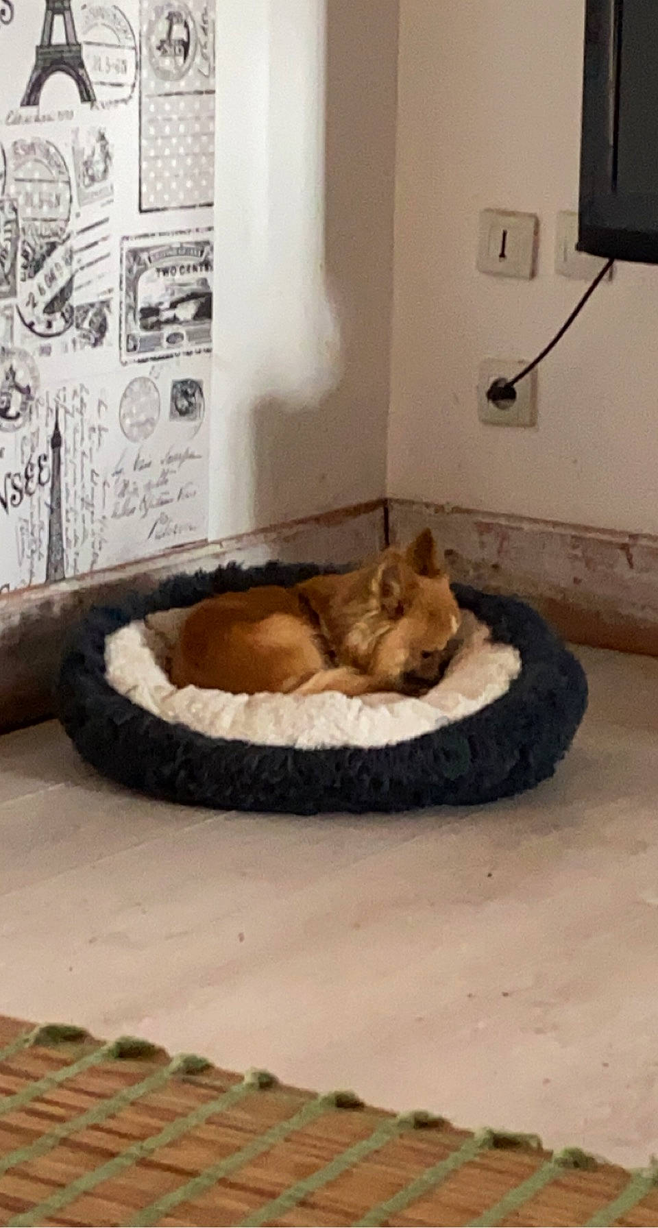 Inaya participe au concours pour gagner de l'argent avec cette photo : beige, carnivore, comfort, companion_dog, dog, dog_bed, dog_breed, dog_supply, fawn, felidae, floor, flooring, german_shepherd_dog, hardwood, pet_supply, small_to_medium_sized_cats, sporting_group, tail, terrestrial_animal, wood