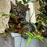 Lita participe au concours pour gagner de l'argent avec cette photo : cat, tabby, animal, pet, outdoor, plant, vine, concrete, ledge, window, feline, greenery, relaxed, closeup, nature, paw, ears, whiskers, curious, resting