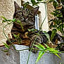 cat, tabby, animal, pet, outdoor, plant, vine, concrete, ledge, window, feline, greenery, relaxed, closeup, nature, paw, ears, whiskers, curious, resting