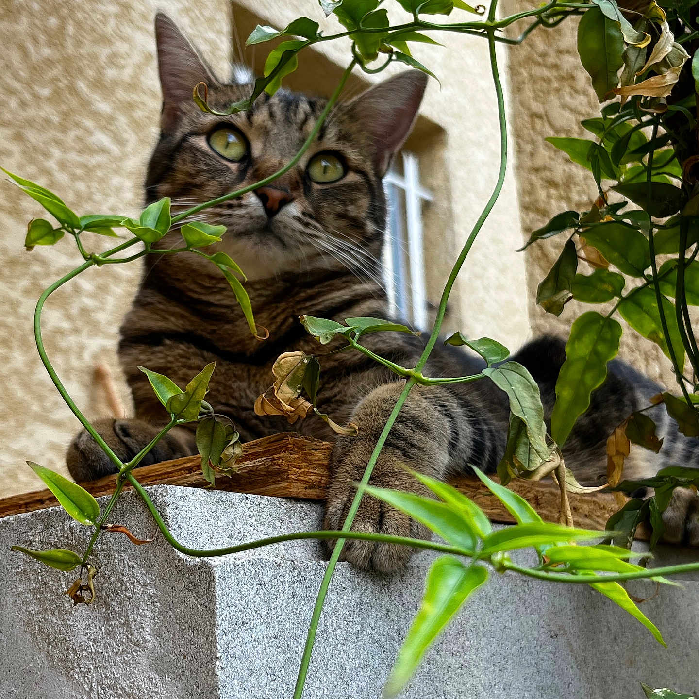 Lita participe au concours pour gagner de l'argent avec cette photo : animal, cat, closeup, concrete, curious, ears, feline, greenery, ledge, nature, outdoor, paw, pet, plant, relaxed, resting, tabby, vine, whiskers, window