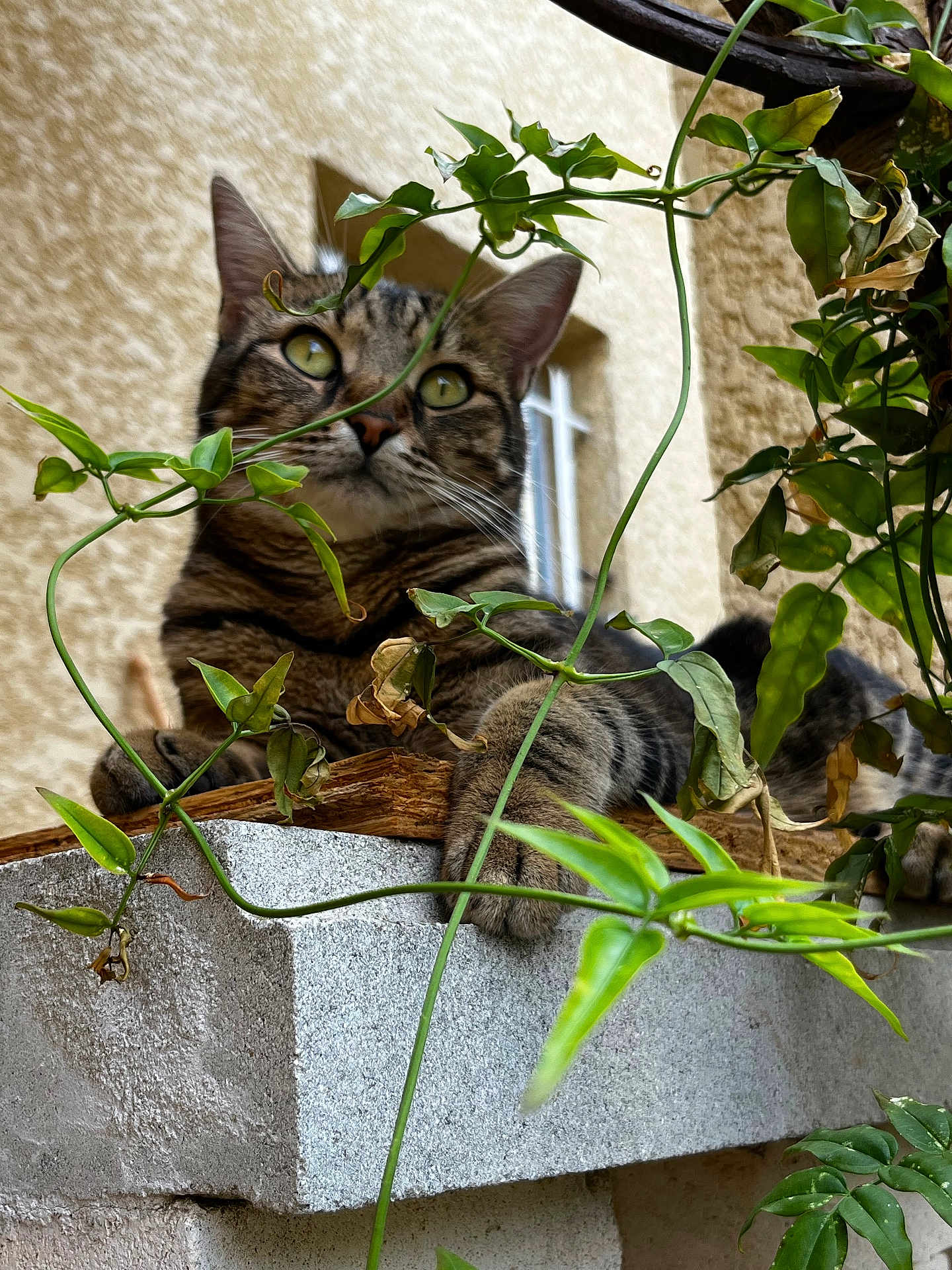 Lita participe au concours pour gagner de l'argent avec cette photo : cat, tabby, animal, pet, outdoor, plant, vine, concrete, ledge, window, feline, greenery, relaxed, closeup, nature, paw, ears, whiskers, curious, resting