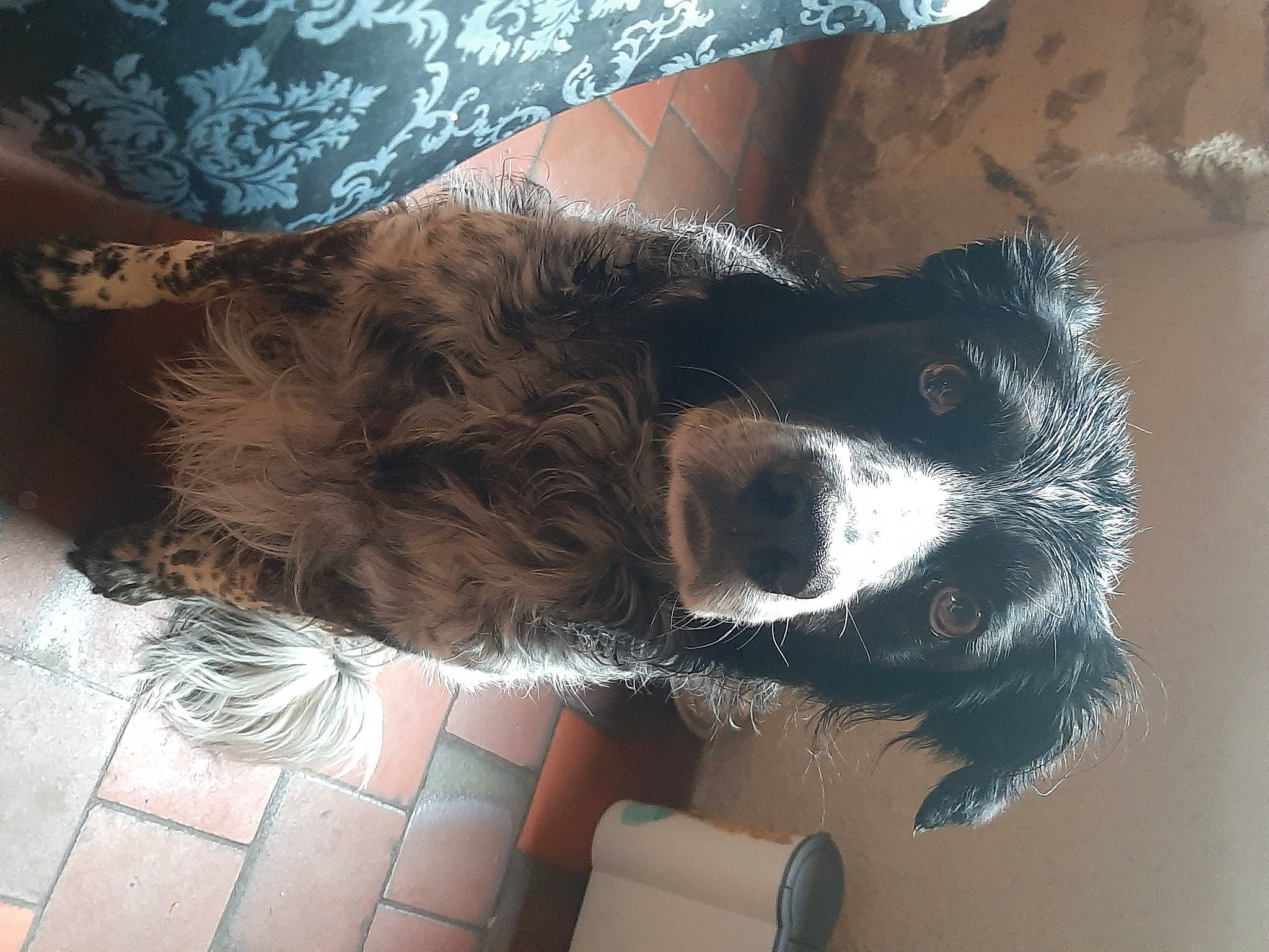 Horton participe au concours pour gagner de l'argent avec cette photo : bernese_mountain_dog, canidae, carnivore, companion_dog, dog, dog_breed, dog_collar, ear, flooring, foot, fur, gun_dog, liver, paw, spaniel, sporting_group, tail, whiskers, working_animal, working_dog