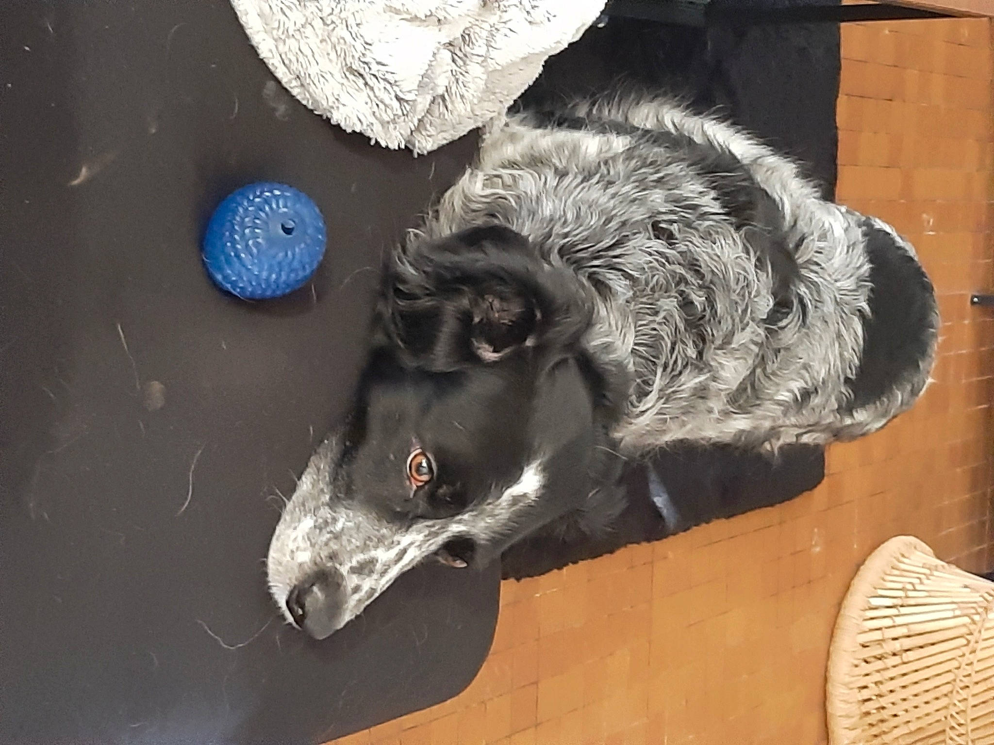 Horton participe au concours pour gagner de l'argent avec cette photo : art, boar, bovine, canidae, carnivore, dog, dog_breed, electric_blue, fang, fur, goats, livestock, snout, sporting_group, suidae, terrestrial_animal, vertebrate, visual_arts, wildlife, working_animal