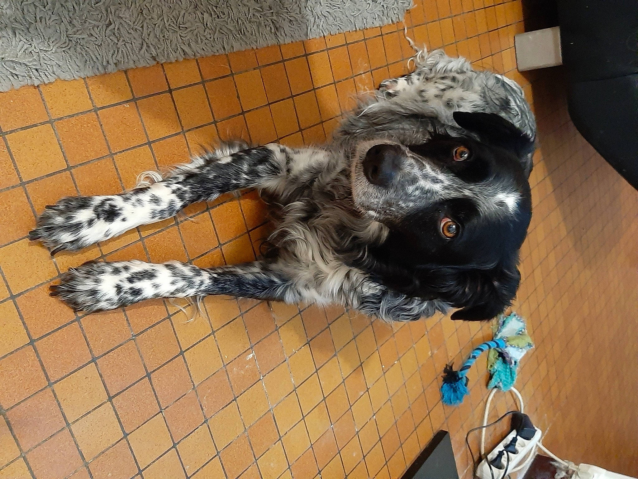 Horton a rejoint le concours — aidez-le/la à gagner de superbes lots ! canidae, carnivore, dog_breed, flooring, fur, military_camouflage, pattern, paw, personal_protective_equipment, sporting_group, tail