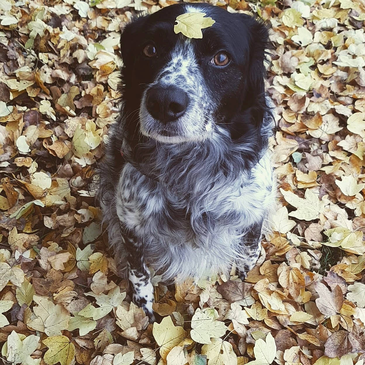 Horton a rejoint le concours — aidez-le/la à gagner de superbes lots ! border_collie, carnivore, companion_dog, dog, dog_breed, dog_collar, fur, gun_dog, herding_dog, hunting_dog, pebble, pointing_breed, soil, spaniel, sporting_group, whiskers, working_animal, working_dog