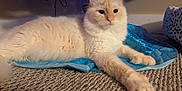Simba is registered to the contest to win money with this photo: cat, fluffy, cream_colored, indoor, carpet, blue_fabric, relaxed, paws, pet, feline, cute, animal, home, cozy, resting, long_hair, whiskers, ears, muzzle, laying_down
