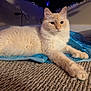 cat, fluffy, cream_colored, indoor, carpet, blue_fabric, relaxed, paws, pet, feline, cute, animal, home, cozy, resting, long_hair, whiskers, ears, muzzle, laying_down