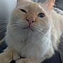 Simba joined the competition — help win amazing prizes! cat, close_up, fluffy, cream_colored, whiskers, pet, animal, feline, cute, indoor, soft_fur, portrait, paw, relaxed, domestic_cat, one_eye_open, sitting, closeup, muzzle, adorable