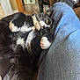 Mufasa joined the competition — help win amazing prizes! black_and_white, boot, casual, cat, comfort, couch, cozy, feline, fur, home, indoor, jeans, leg, medical_boot, paw, pet, relaxed, resting, whiskers, yellow_eyes