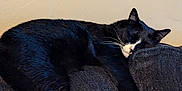 Mufasa is registered to the contest to win money with this photo: animal, black_and_white, cat, comfy, couch, cozy, cute, domestic, feline, furniture, home, indoor, paw, pet, relaxed, resting, sleeping, soft, tail, whiskers