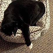 Mufasa joined the competition — help win amazing prizes! animal, black_cat, carpet, cat, comfortable, cozy, cute, domestic_cat, feline, fur, home, indoor, lazy, paw, pet_bed, relaxed, resting, sleeping, spotted_bed, white_paw