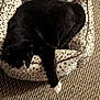 animal, black_cat, carpet, cat, comfortable, cozy, cute, domestic_cat, feline, fur, home, indoor, lazy, paw, pet_bed, relaxed, resting, sleeping, spotted_bed, white_paw