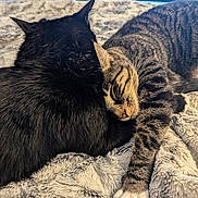 Nala joined the competition — help win amazing prizes! cat, black_cat, tabby_cat, sleeping, cuddling, fur, pet, animal, cozy, blanket, resting, close_up, indoor, domestic_animal, whiskers, paw, cute, friendship, companion, relaxation