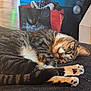 Nala joined the competition — help win amazing prizes! cat, tabby, sleeping, paws, indoor, furniture, bag, home, relaxing, pet, animal, cozy, fur, whiskers, domestic_cat, resting, closeup, cute, mammal, quiet