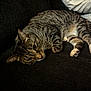 Nala joined the competition — help win amazing prizes! cat, tabby, pet, animal, indoor, couch, feline, resting, fur, whiskers, paw, striped, cozy, relaxed, domestic, home, laying, cute, soft, pillow